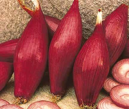 siew do gruntu, sadzenie z rozsady + + Optymalny termin siewu pierwsza dekada kwietnia + + Norma wysiewu zależna od oczekiwanego kalibrażu od 3,5-4,0 kg/ha