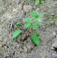 (AMARANTHUS