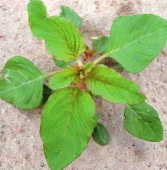 (GALIUM