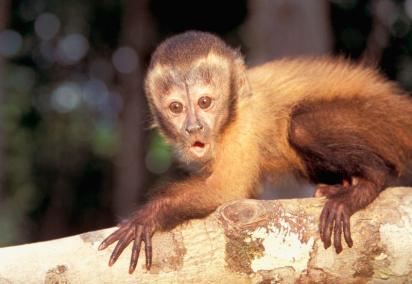 tropikalne lasy Ameryki Południowej Jest to zwierzę stadne, grupa liczy zwykle od 8 do 15 osobników i przewodzi jej samiec alfa. Pozostałe kapucynki są dużo drobniejszej budowy.