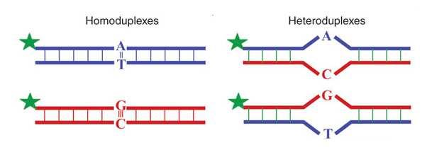 Jeśli analizowana próbka DNA jest homozygotą (identyczna sekwencja na obu chromosomach z pary), produkt PCR będzie zawierał jedynie homodupleksy jednego typu.