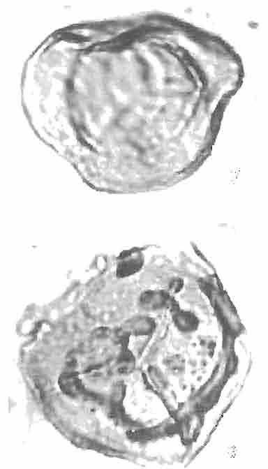 Kwart. GeoJ., or 3/4.