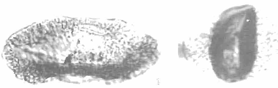 Kwart. GeoJ., Dr 3/4, 1985 r.