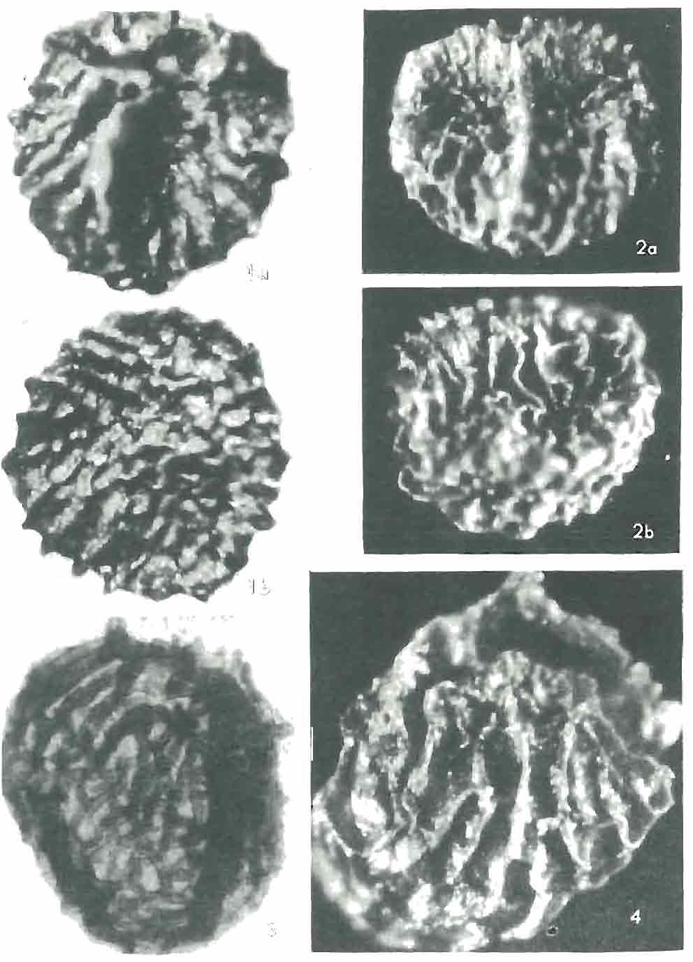 Kwart. GeoJ., nr 3/4, 1985 r. TABLICA III Teresa MARCINKIEWICZ.