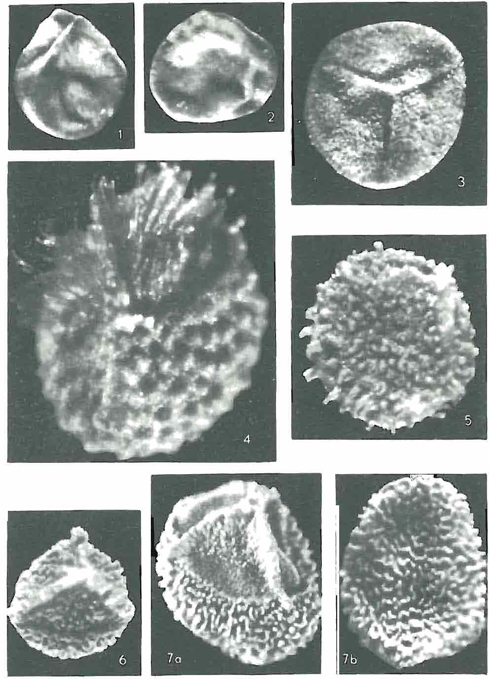 Kwart. Geol., nr 3/4, 1985 r.