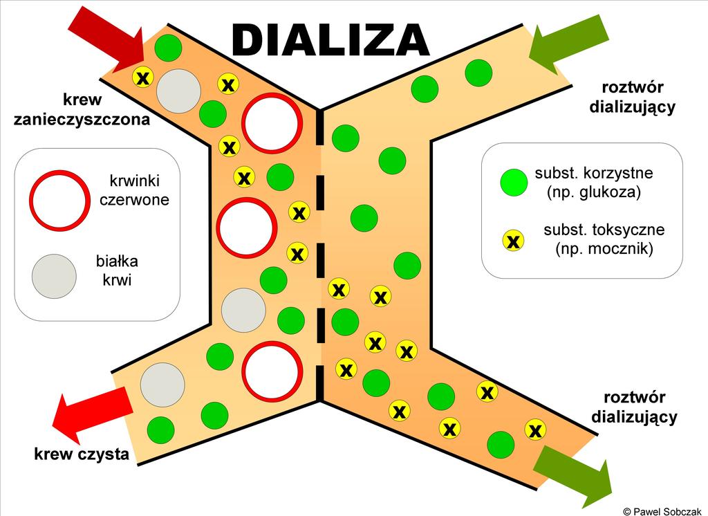 Dializą nazywamy process permeacyjnego rozdzielania substancji ropuszczonych w ropuszcalnikach