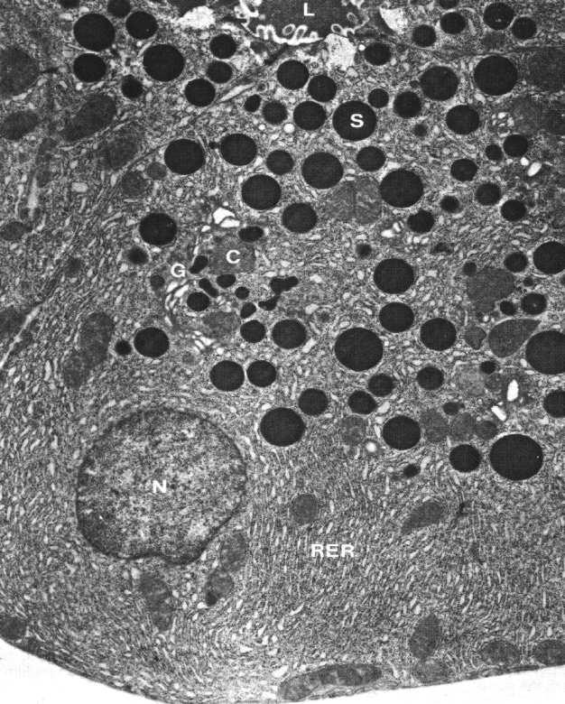 śródpęcherzykowe Enzymy wydzielane przez komórki pęcherzykowe trzustki