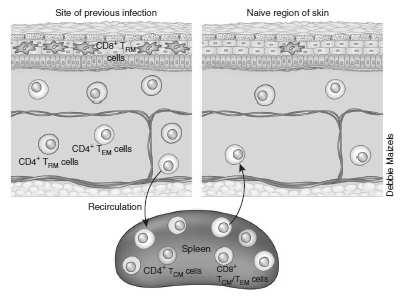 lizozym, defenzyny, katelicydyna (udział w procesach odporności wrodzonej) Keratynocyty żywych warstw naskórka