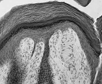 komórki kubkowe: występują w nabłonku