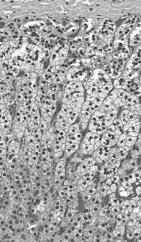 Kora nadnerczy ma trzy warstwy o różnym układzie komórek i naczyń włosowatych Komórki różnych
