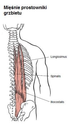 Stabilizacja W stabilizacji kręgosłupa istotną rolę spełniają mięśnie: Prostownik grzbietu, biegnący z tyłu, przyczepiony do wyrostków kolczystych