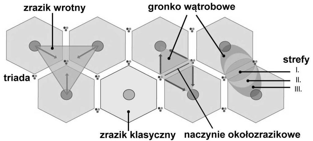 Hepatocyty stref 1 i 3 różnią się aktywnością metaboliczną i cechami morfologicznymi: Różne sposoby podziału