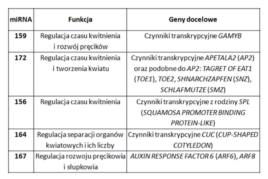 Udział mikro rna w rozwoju generatywnym roślin 143 le-x, egzonukleaza Tudor-SN oraz różne helikazy (Voinnet 2009). Z badań wynika, iż kluczowym elementem RISC są białka z rodziny ARGONAUTE.