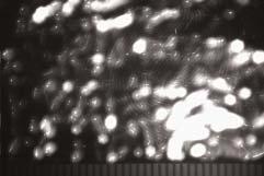 Ryc. 9a. Przyk³ad wizualizacji œladu linii papilarnych na folii aluminiowej z wykorzystaniem cyjanoakrylanu, chelatu europu oraz oœwietlacza UV Fig. 9a. Example of visualisation of fingermark on aluminium foil with use of cyanoacrylate, europium chelate and UV light source Ryc.