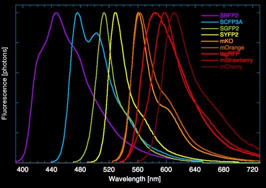 Widma fluorescencji