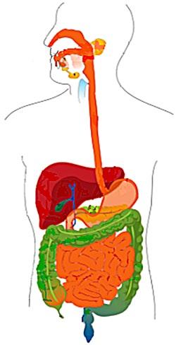 Jama ustna (10 8 jtk/g) sp. Peptococcus sp. Staphylococcus sp. Bifidobacterium sp. Lactobacillus sp. Fusobacterium sp.