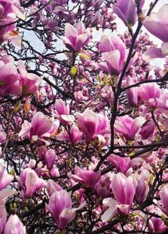 Zastąpiły one chore jabłonie. Pojawiła się też piękna magnolia Susan w parku Miejskim.