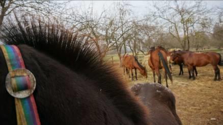 Konie uczą nas cierpliwości i łagodnej komunikacji, pomagają w pokonywaniu barier i lęków,