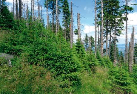 Naturalne odnowienia świerka na