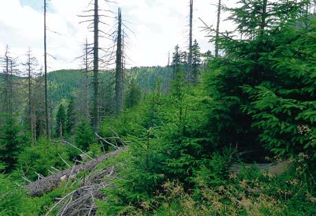 Imponujące odnowienie naturalne w częściowo