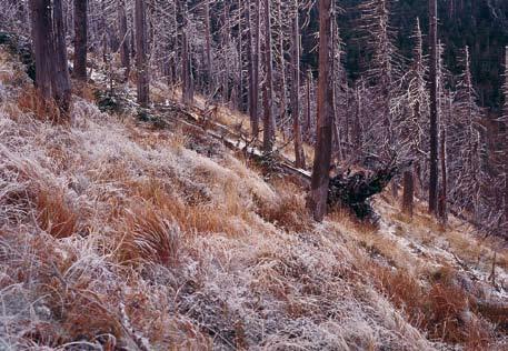 1990) (AR) Odnowienie sztuczne świerka w