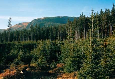 korony buka, która góruje nad gęstym młodnikiem (AR) Odnowienia naturalne