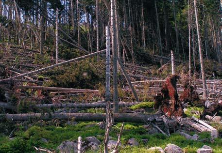 Śnieżkę (oddział 72, 1989 rok) (AR)