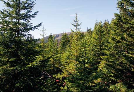 Młodnik świerkowy powstały w wyniku odnowienia naturalnego