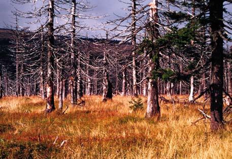 wschodnim zboczu Czarnego Kotła (oddział