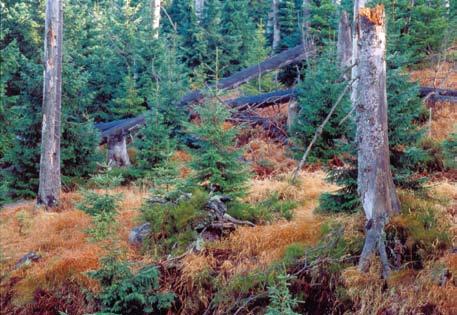 Nieliczne odnowienie naturalne w