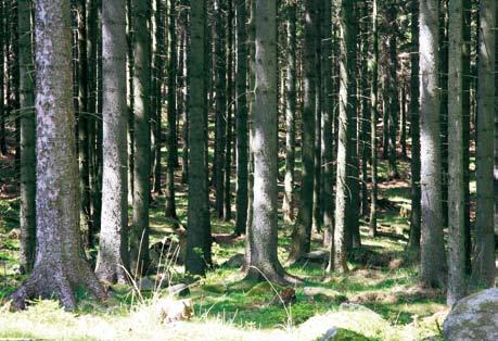 tego zagrożonego w Karkonoszach gatunku w 2011