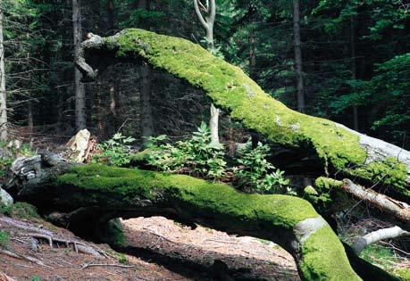 Odnowienia naturalne buczyn (oddział 105, 2013