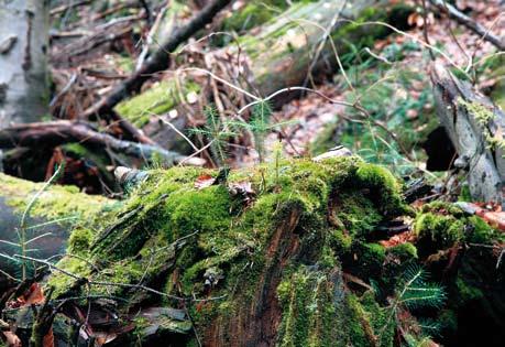 biologicznej już prawie od 20 lat z lasów Parku