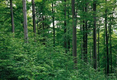 rok) (AR) Odnowienia naturalne buczyn (oddział