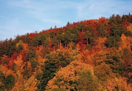 przebudowie drzewostanów ważną rolę odgrywają gatunki domieszkowe