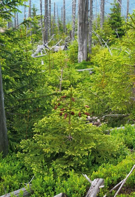 Odnowienie naturalne świerka w rejonie Czarnego