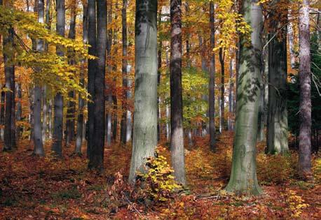 Najlepiej wykształcone płaty kwaśnej buczyny górskiej zachowały się na niewielkich powierzchniach w enklawach Chojnik i Wodospad Szklarki oraz w rejonie Jagniątkowa, Przesieki i Podgórzyna.
