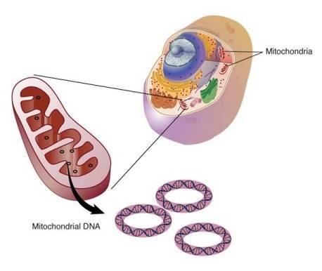 Techniki molekularne DNA mitochondrialne /