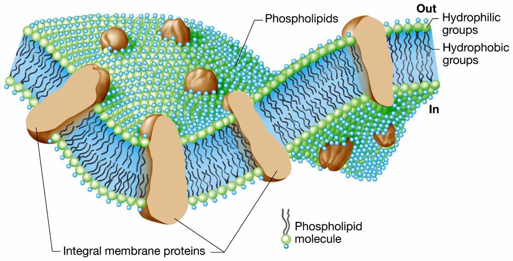 Fosfolipidy Grupy hydrofilne Grupy