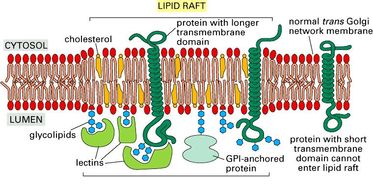 Glicerol STRUKTURA LIPIDOWA Proteiny z długą transmembranową domeną Glikolipidy Lektyny