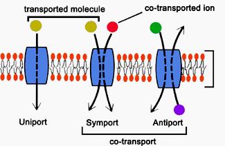 Dla prawidłowego funkcjonowania komórek ważny jest przede wszystkim transport aktywny (3 rodzaje): określony budową błon