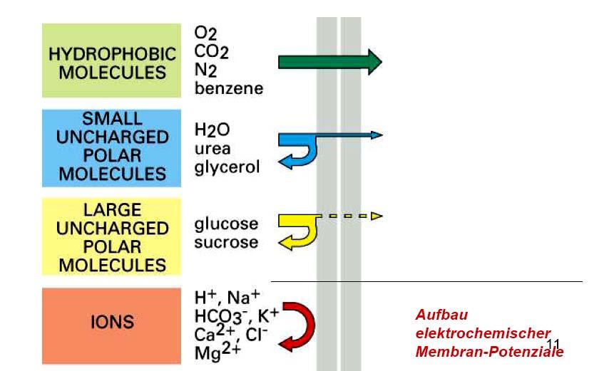 Potencjał elektrochemiczny