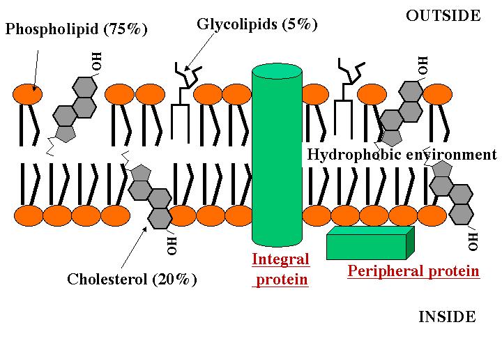 Fosfolipidy (75%) Glikolipidy (5%) Na zewnątrz komórki