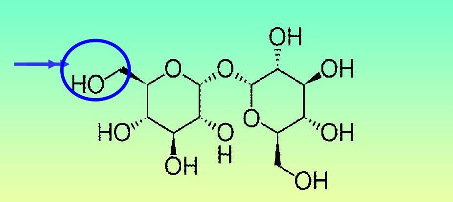 Ponadto, trehaloza w drożdżach Saccharomyces cerevisiae jest integralnym