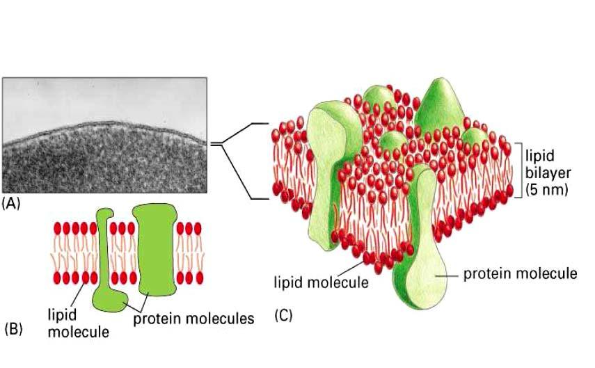 Lipidy Proteiny Lipidy Proteiny