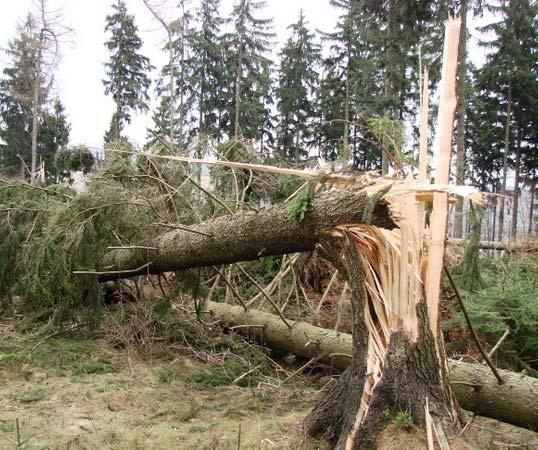 Huragany; Okiść, sadź,