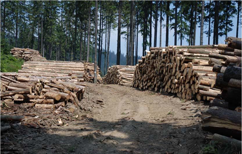 Masa drewna świerkowego pozyskana w latach 2006-2015 w wyniku prac porządkowych (cięć sanitarnych) wyniosła 6093,70 tys.