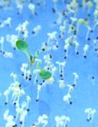 GFP