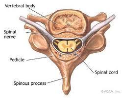 Anatomia