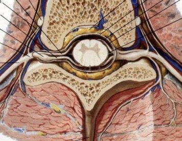 Anatomia splotu ramiennego Część przedzwojowa